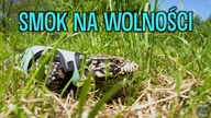 CARLOS pierwszy raz wyszedł NA POLE / Tupinambis merianae