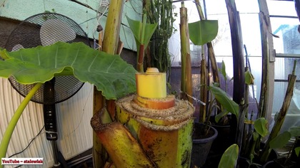 Odc-527-Timelapse Ensete Ventricosum Green. Jak szybko rosnie banan po ścięciu