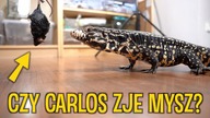 REAKCJA CARLOSA NA GRYZONIA