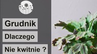 Dlaczego grudnik nie kwitnie lub zrzuca pąki kwiatowe? Co zrobić żeby grudnik zakwitł?