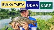 313 BUŁKA TARTA, ODRA, KARP! DOBRA DECYZJA W SZYBKIEJ RZECE