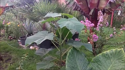 #285- Cz. 3- - Paulownia oxytree- Alocasia Calidora -Bez południa.