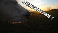 Obrzydliwe rzeczy, które robimy w stajni!