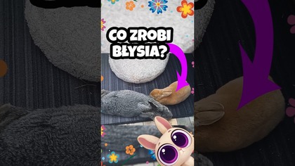 Co zrobi Błysia? #cute #cuteanimals #cutebunny #bunny #funny #funnyvideo