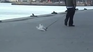 Tak spaceruje się z psem w Danii
