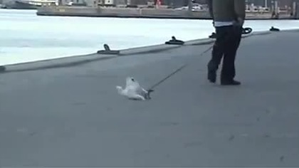 Tak spaceruje się z psem w Danii