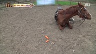 Koń udaje martwego gdy każą mu pracować
