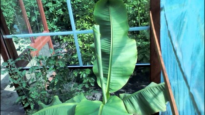 Time lapse banan musa basjoo --- palmywpl. blogspot. com