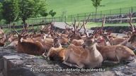 [Fusoku Subs] Shikanoko Nokonoko Koshitantan 06