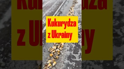 Kukurydza z #Ukraina.  Wideo z dzisiejszej interwencji poselskiej na przejściu granicznym w #Medyka