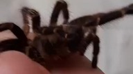 Very calm Grammostola pulchripes  #ChacoGoldenKnee #handling