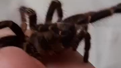 Very calm Grammostola pulchripes  #ChacoGoldenKnee #handling