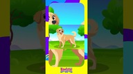 Golden Retriever - Psy dla dzieci - Bajka edukacyjna