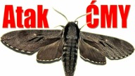 Atak ĆMY na STREAMie !!!