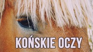Końskie oczy
