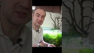 Ciekawostki o gupiku