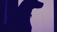 Its Empty Without You  #loneliness #dogsofyoutube #deephouse #music #dog #shorts