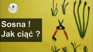 Jak i kiedy przyciąć sosnę? Formowanie, zagęszczanie sosny