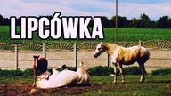 [Choroby koni] LIPCÓWKA