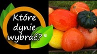 Jakie odmiany/gatunki dyni wybrać?