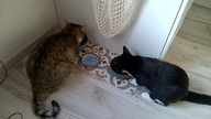 Polanka i Lisia bon appetit Theatrum Illuminatum