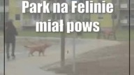 Lublin.  Park na Felinie zagrożony