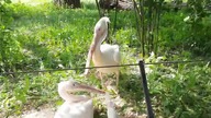 Piękne stado pelikanów różowych (Pelecanus onocrotalus) 