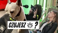 TEST BEZZAPACHOWYCH TOREB NA LUDZIACH I ZWIERZĘTACH (Aliexpress vs 420VAPE vs Abscent )