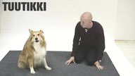 Jak psy reagują na szczekającego człowieka?