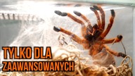 Pterinochilus murinus RCF NIE dla początkujących  Ptasznik słoneczny z Afryki 
