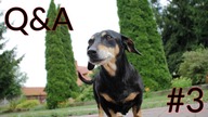 Q&A 3 Pytajcie a ja opdowiem