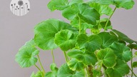 Wybudzanie pelargonii po zimie! Jak i kiedy rozmnożyć pelargonię?