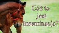 O Inseminacji słów kilka