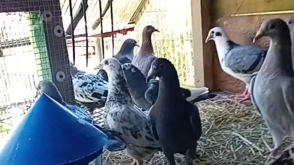 Burza, Jastrząb, straty i wielki powrót płowego #pigeon #egzotyka #birds #fus #golebie #hodowla