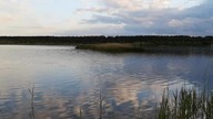 Zalew Sobolewo - startujący do lotu łabędź, 18. 06. 2020.