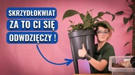 Najlepsza i Najbezpieczniejsza Metoda Uprawy Skrzydłokwiatow w Domu