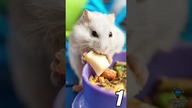 3 CIEKAWOSTKI O CHOMIKACH
