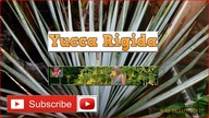 #201.  Yucca rigida od nasionka.  Uprawa, zimowanie, podlewanie.