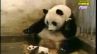 Śmieszna Panda laserowe kichnięcie