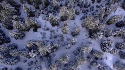 Attenboroughs. Ant. Mountain. 2017.pl