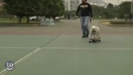 Sk8 like animals