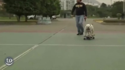 Sk8 like animals