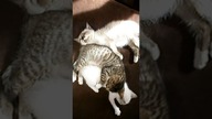 Kochane kocie maleństwa  #shorts #kot #kotek #kotki #kittens #funny #funnycats #meow