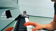 Thefatrat - Unity #cover #piano #cat