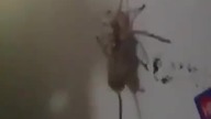Australia...  Kraj w kt&oacute;rym pająki jedzą myszy
