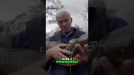 Jak wyglądają pająki morskie? *STRASZNE*