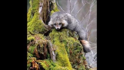 Andrzej Cyrikas - Podobieństwa cz 2 Królestwo Boże - 12. 07. 2015