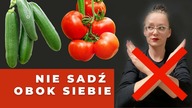 Jakie rośliny sadzić obok siebie ? Sąsiedztwo roślin allelopatia uprawa współrzędna