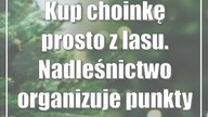 Kup choinkę prosto z lasu.  Nadleśnictwo organizuje punkty sprzedaży