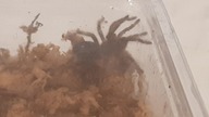 Grammostola pulchripes 